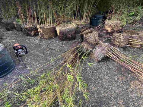 Repotting your bamboo: Transplants and divisions.